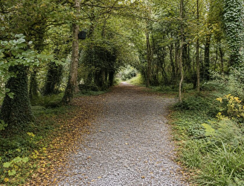 ballyseedy wood